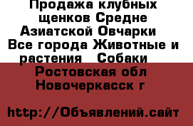 Продажа клубных щенков Средне Азиатской Овчарки - Все города Животные и растения » Собаки   . Ростовская обл.,Новочеркасск г.